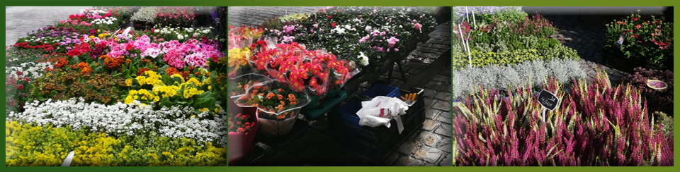 Bloemen Luc en Anita De schoenmacker Haeck
